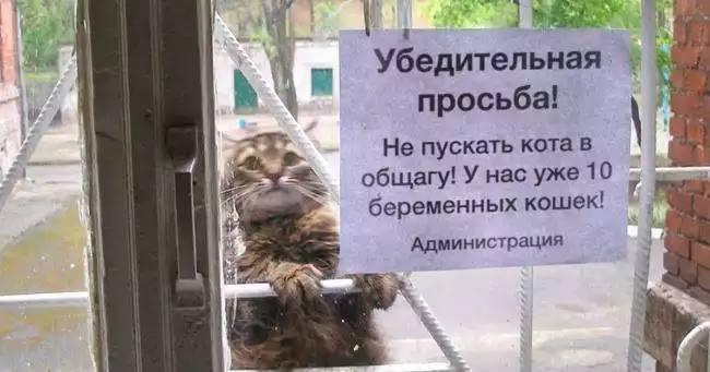 Минобразования разрешило не закрывать на ночь студенческие общежития - Цензор.НЕТ 8036